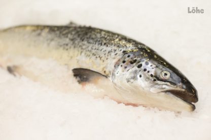 Lõhe roogitud 2-3 kg, Salmo Salar (NOR) jahutatud 0...+4c