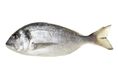 Dorado - Kuld-Merikoger 300/400g IQF, Sparus aurata  (NDL 5kg/kst) -18c