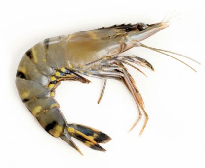 Hiidkrevetid Vannamei, kooritud/puhastatud 41/50, 10% glas. 1,2kg/plokk Litopenaeus vannamei(IND 7,2kg/kst) -18c